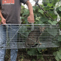 Venta caliente Cat Traps de jaula de conejo
